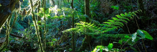 Où faire un stage de survie dans la jungle amazonienne avec des experts locaux ?